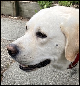 Yellow lab